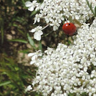 Seven-spotted Ladybug