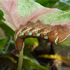 Green Hawk Moth Caterpillar