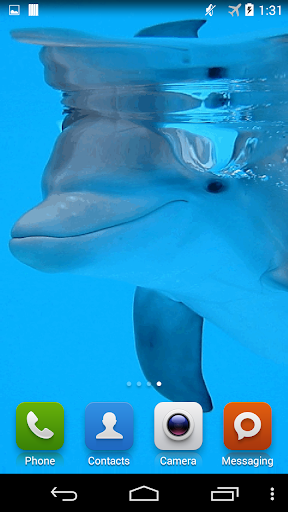 Dolphin underwater