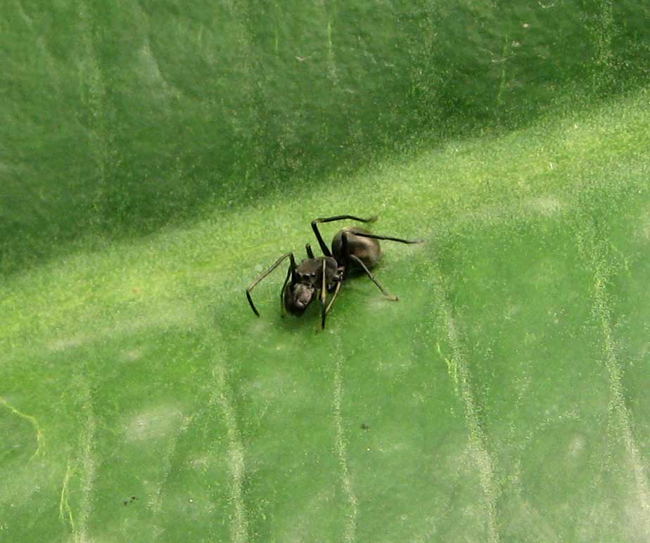 black ant-mimicking spider