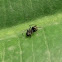 black ant-mimicking spider