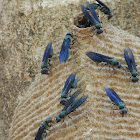 Cabatatu/Synoeca Social Wasp