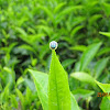 tortoise beetle