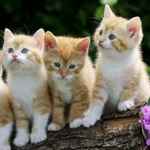 Cats And Kittens wallpaper LOGO-APP點子