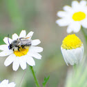 Melittidae bee