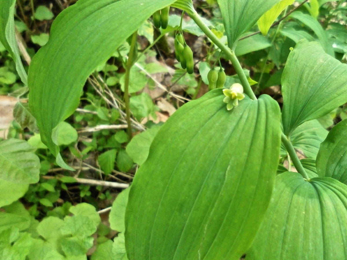 True Smooth Solomon's Seal