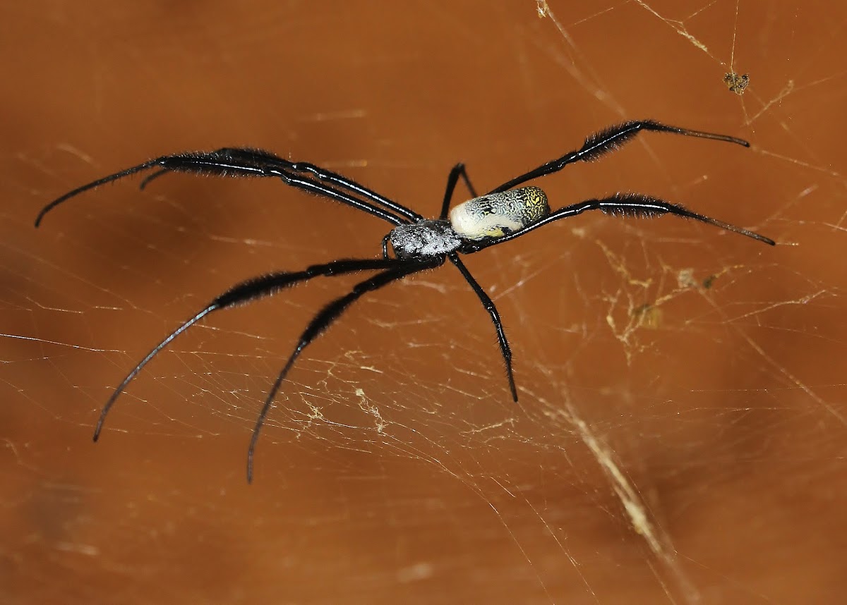 Black - legged Nephila with Male