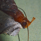 Snoot Moth