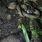 Cobra de colar (gl), Culebra de collar (es), Grass snake (uk),