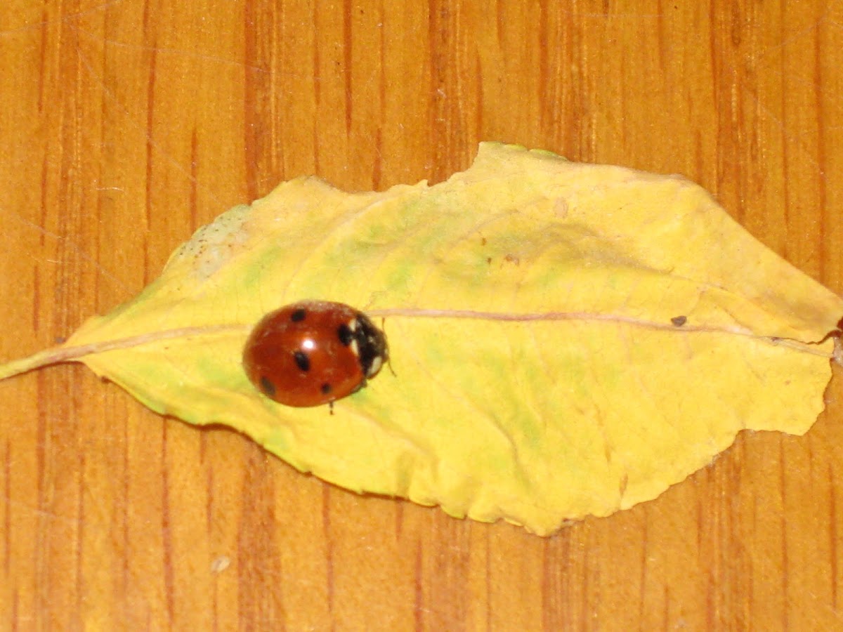 The Seven-Spotted Ladybug