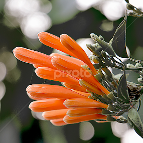 by Saptarshi Datta - Flowers Flowers in the Wild