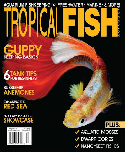 Tropical Fish Hobbyist