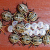 Stink Bug Nymph and Eggs
