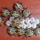 Stink Bug Nymph and Eggs