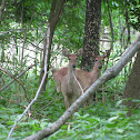 White-tailed Deer