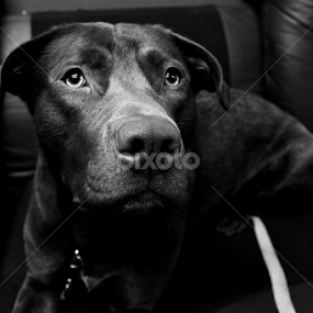 Copper by Dallas Landriault - Animals - Dogs Portraits