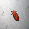 Scarlet Lichen Moth