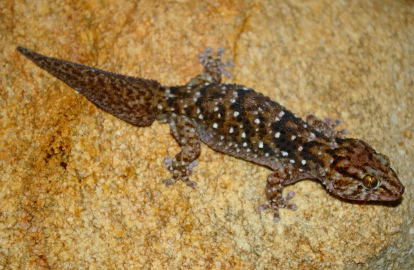 Turner's Thick-Toed Gecko | Project Noah