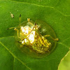 GoldenTortoise beetle