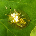 GoldenTortoise beetle