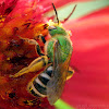 Metallic Green Bee - female