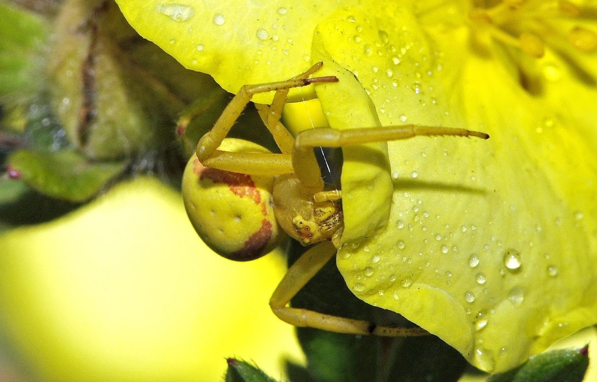 Goldenrod Crab Spider