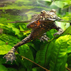 Oriental fire bellied toad