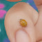 Yellow spotless ladybug (cream-streaked lady beetle)