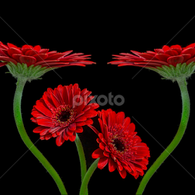 Gerbera embrassed gerbera by Oma Sjon - Flowers Flower Arangements