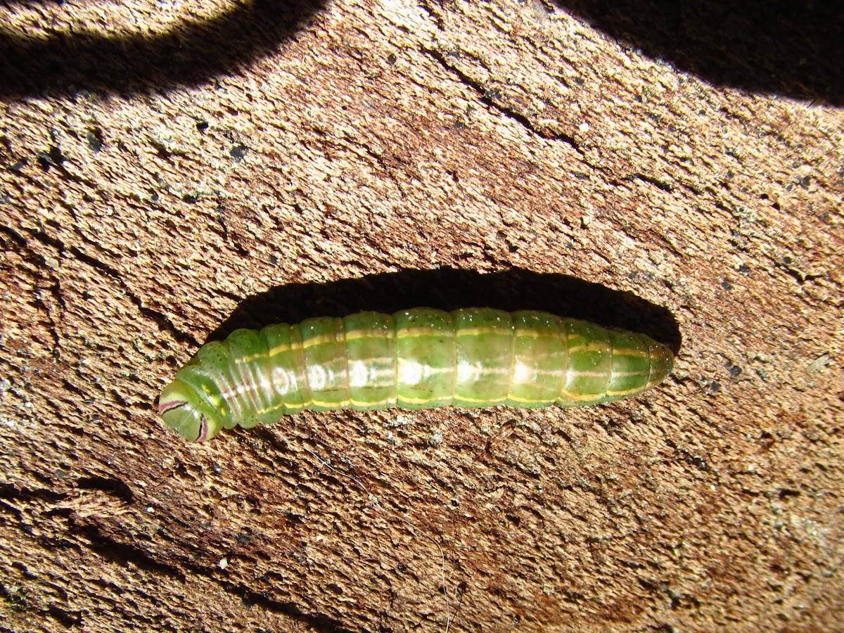 Saddled Prominent (prepupal larva)