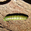 Saddled Prominent (prepupal larva)
