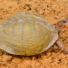 Three-Toed Box Turtle