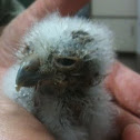 Baby eastern screech owl