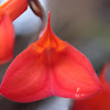 Masdevallia orchid