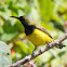 Olive-backed Sunbird