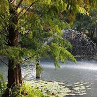 菁芳園 Tenway Garden／花園餐廳／落羽松