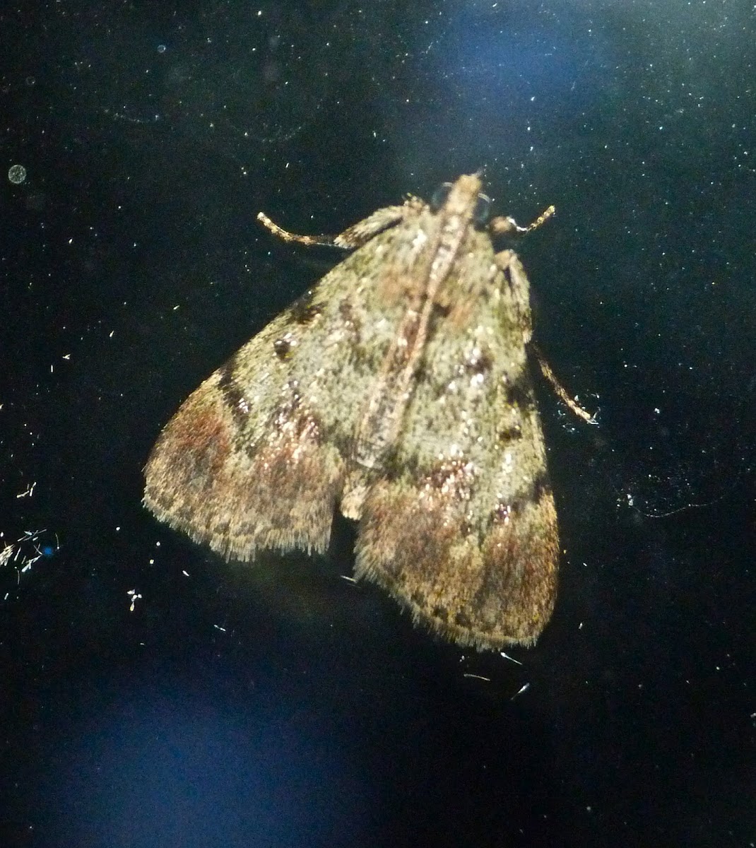 Dimorphic Macalla moth