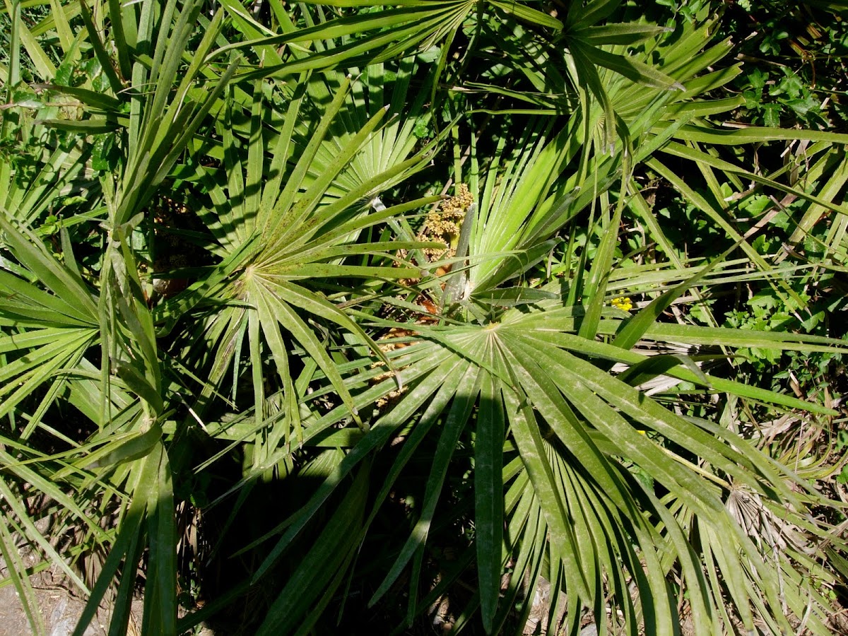 Palmito. European Fan Palm