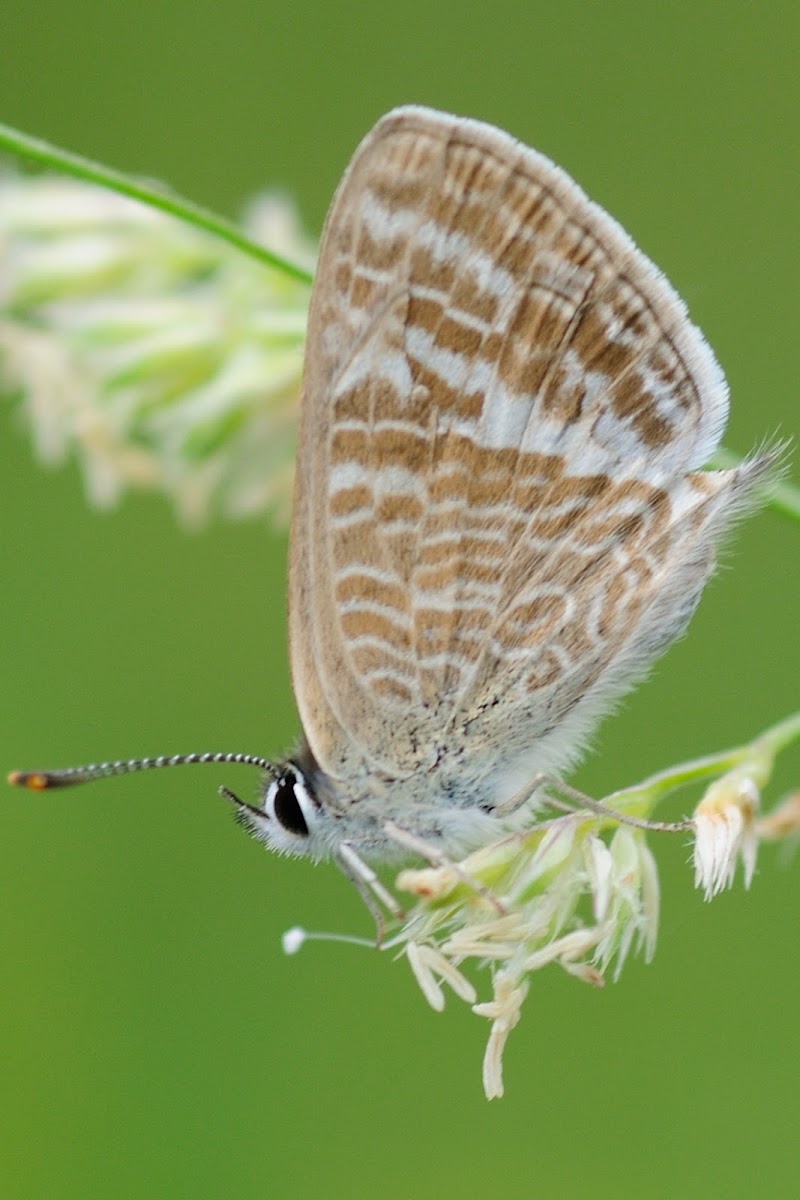 Peablue, Canela estriada