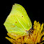 Brimestone Butterfly