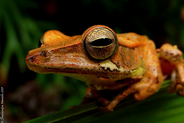 Mountain hourglass tree frog