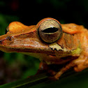 Mountain hourglass tree frog