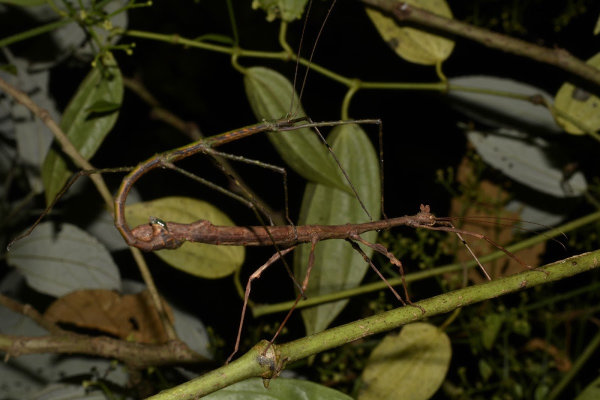 Stick Insects, Phasmid