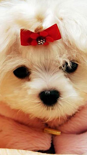 How to get Puppies Wallpaper for Chat 1.0.22 unlimited apk for bluestacks