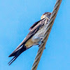 Red-rumped Swallow