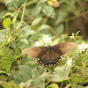 Eastern Tiger Swallowtail (Dark Morph)
