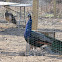 Indian Peafowl