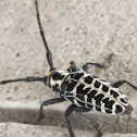 Cottonwood borer