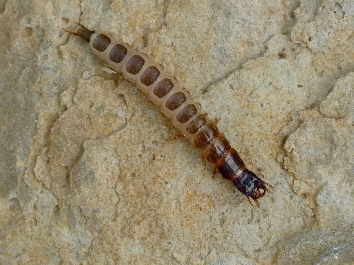 Woodland ground beetle larva