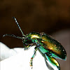 Frog-legged leaf beetle